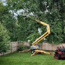 Best Tree Removal  in Lake Nacimiento, CA