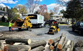 Best Tree and Shrub Care  in Lake Nacimiento, CA