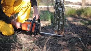 Best Root Management and Removal  in Lake Nacimiento, CA