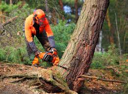 Best Weed Control  in Lake Nacimiento, CA