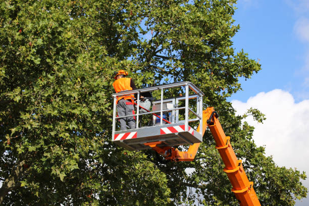 Best Tree Risk Assessment  in Lake Nacimiento, CA