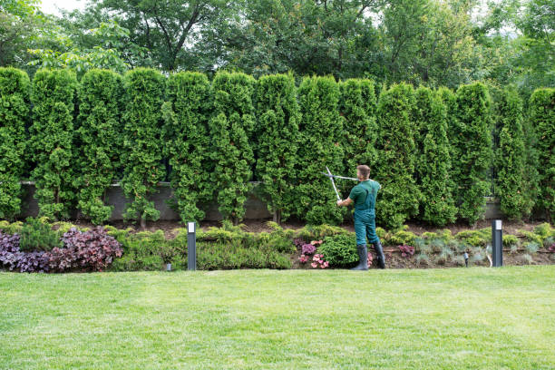 Best Lawn Renovation and Restoration  in Lake Nacimiento, CA