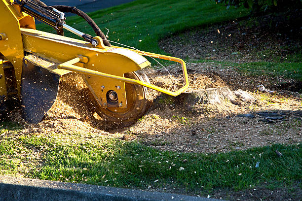 Best Hedge Trimming  in Lake Nacimiento, CA