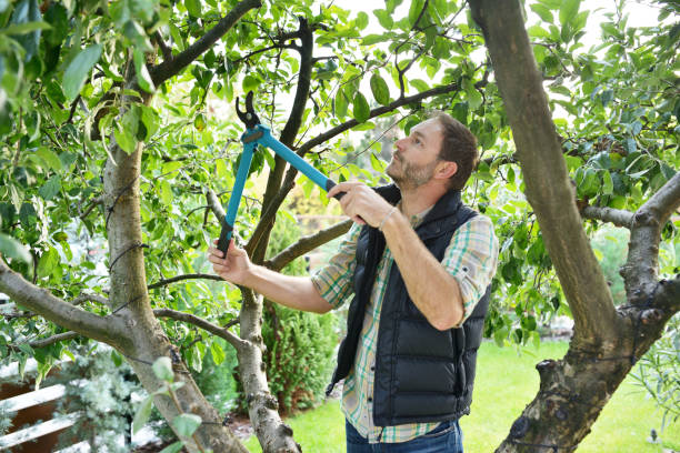Best Lawn Watering Services  in Lake Nacimiento, CA
